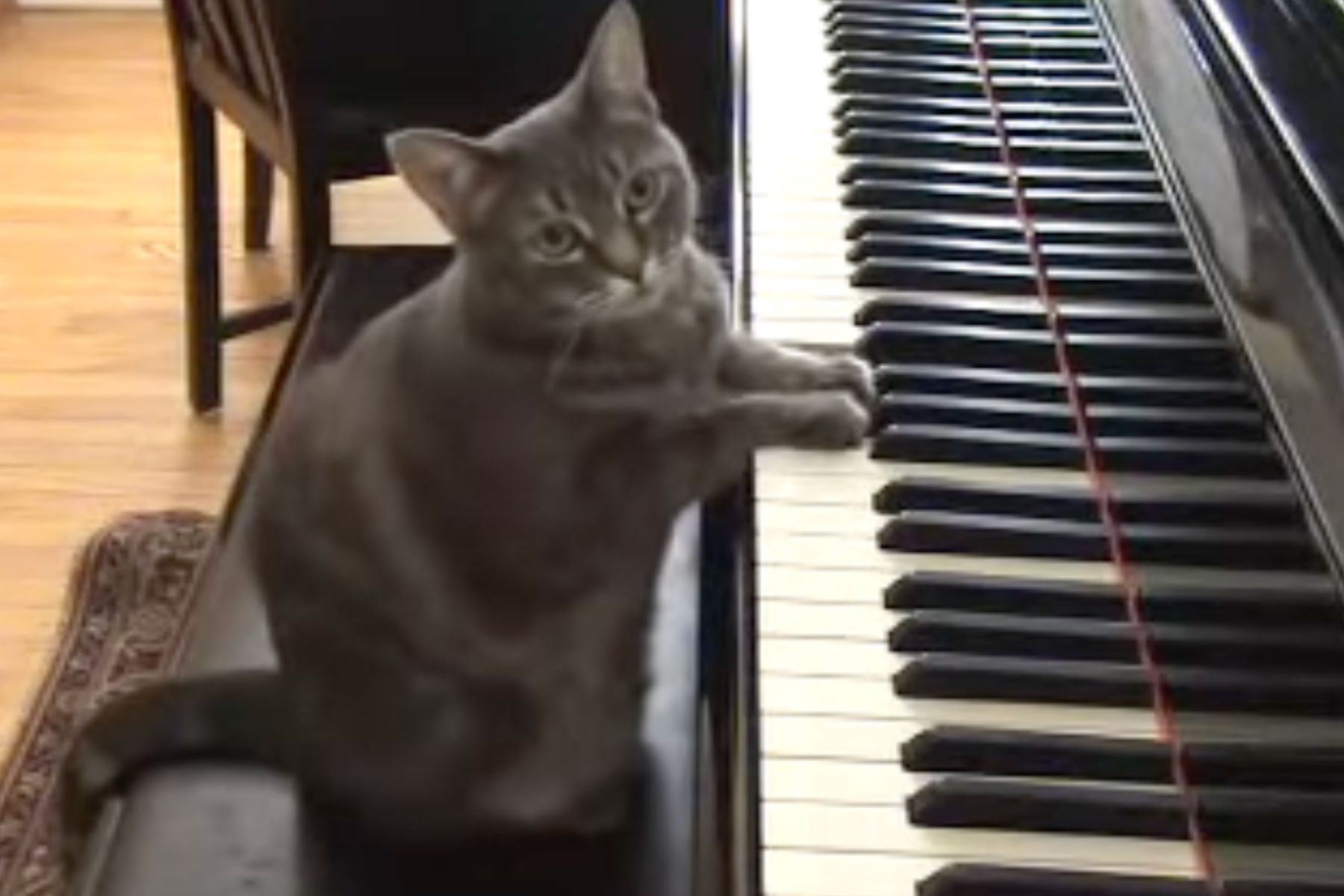 フランス製 トレー cat lady smoking playing piano Cat Playing the