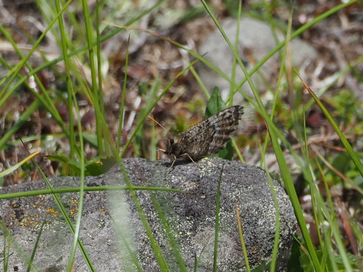 ペア】タカネヒカゲ（岐阜県） タカネヒカゲ_20489 - 岐阜県公式