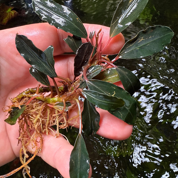 水草 Bucephalandra Red waltz Bucephalandra sp. 'Red' - Tropica
