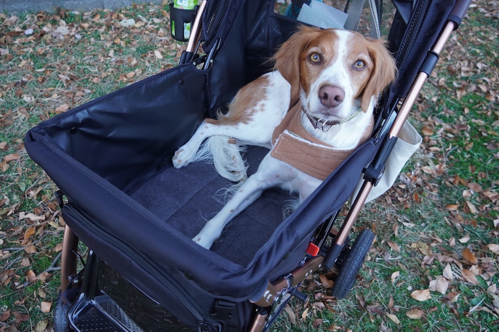 ペットカートレビュー｜ALLWAN FREEDOM【10個の質問に回答】 ‣ いぬの