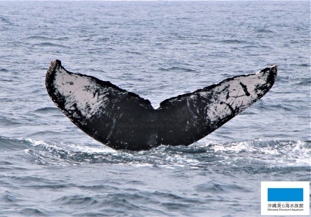 クジラの見える水族館③】 | 美ら海だより | 沖縄美ら海水族館 - 沖縄