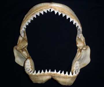 歯が命 | 美ら海だより | 沖縄美ら海水族館 - 沖縄の美ら海を、次の