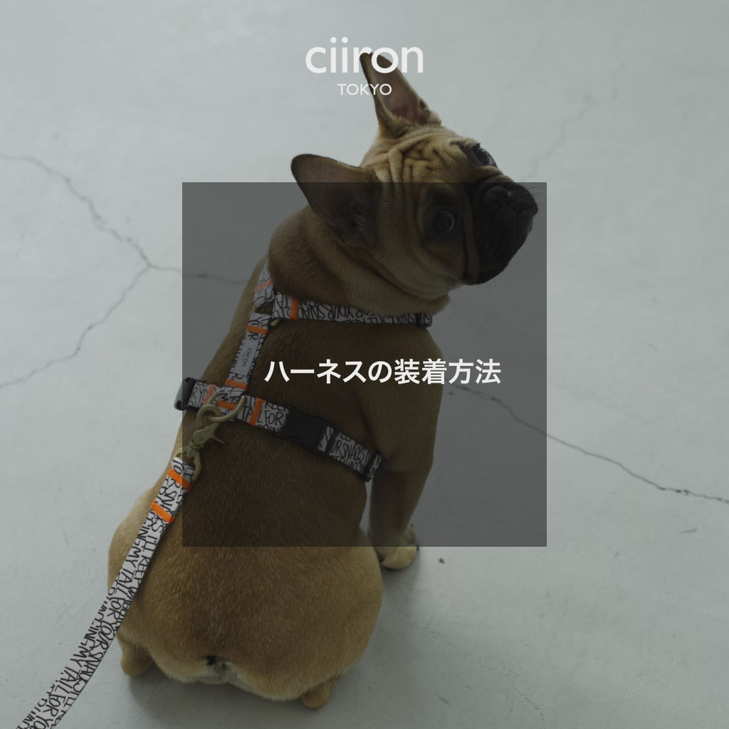 ハーネス Matthew 再入荷！ – ciiron tokyo