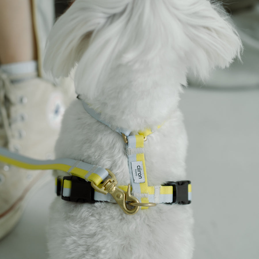 ciiron ハーネスとリードセット Michael ハーネス Michael 再入荷