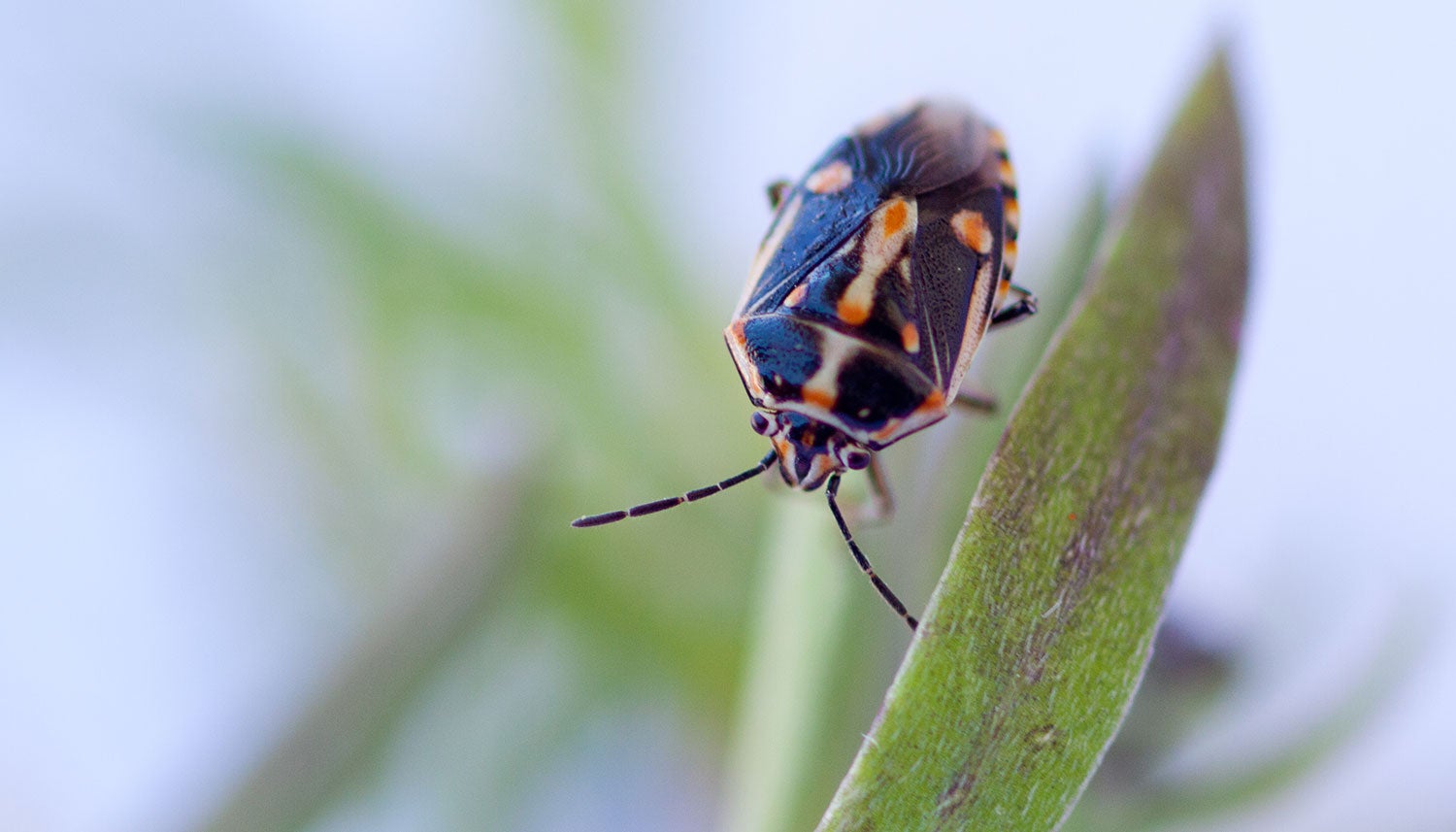 Bagrada Bug | Center for Invasive Species Research