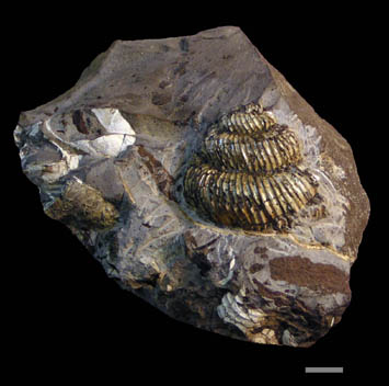 kimio 化石ユウボストリセラスとムラモトセラス ユーボストリコ