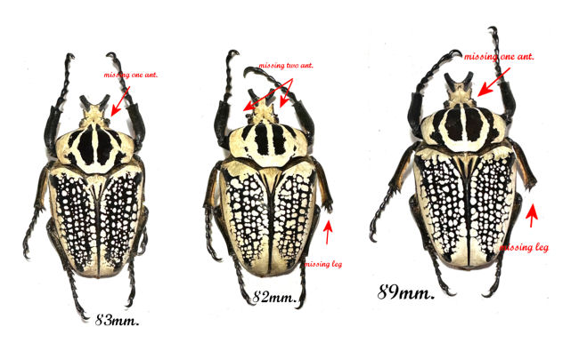 標本 Congo Goliathus orientalis 88mm black 標本 Congo Goliathus