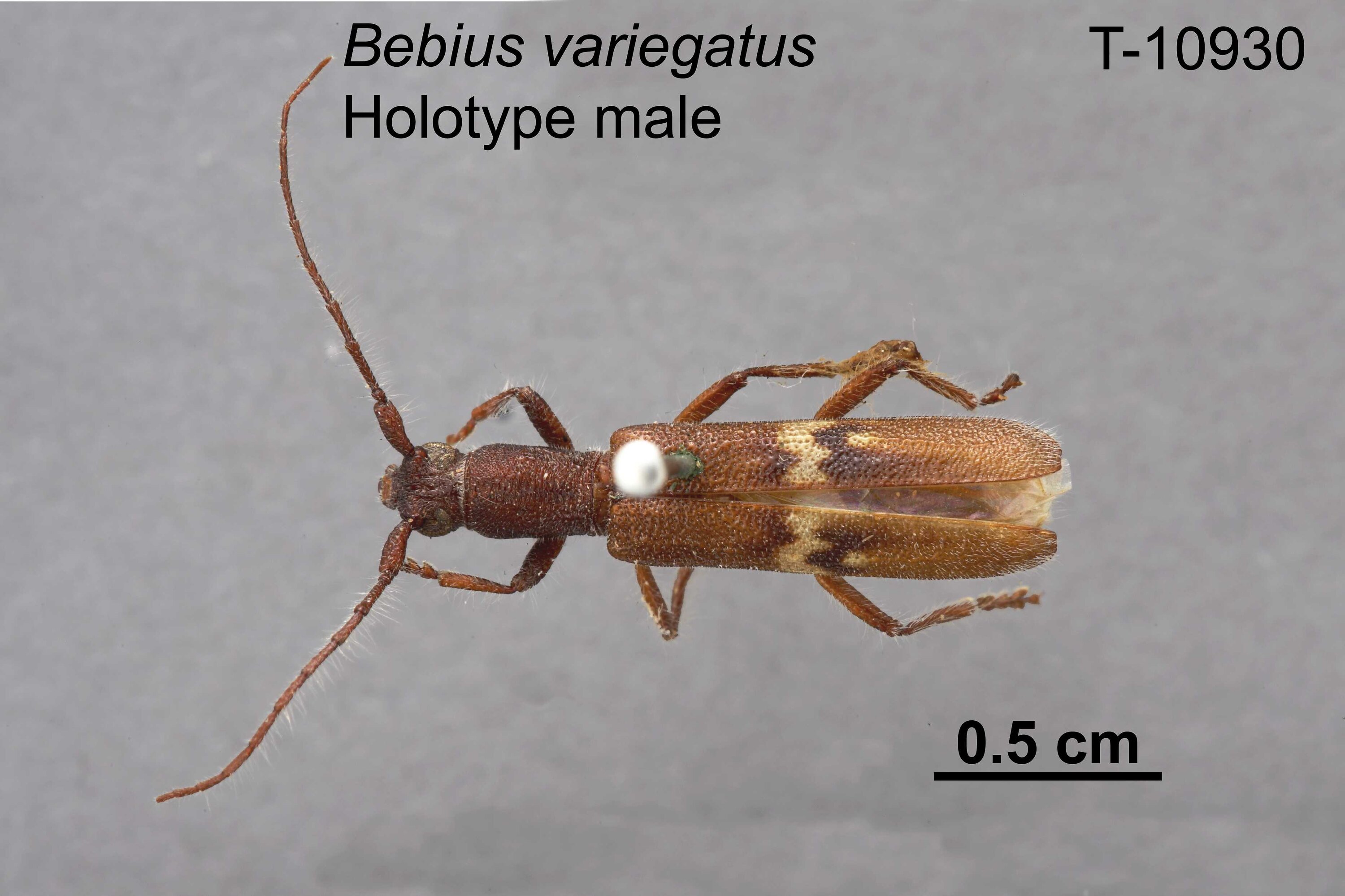 Australia Blackburnium s.p 24mm Earth-borer Beetle