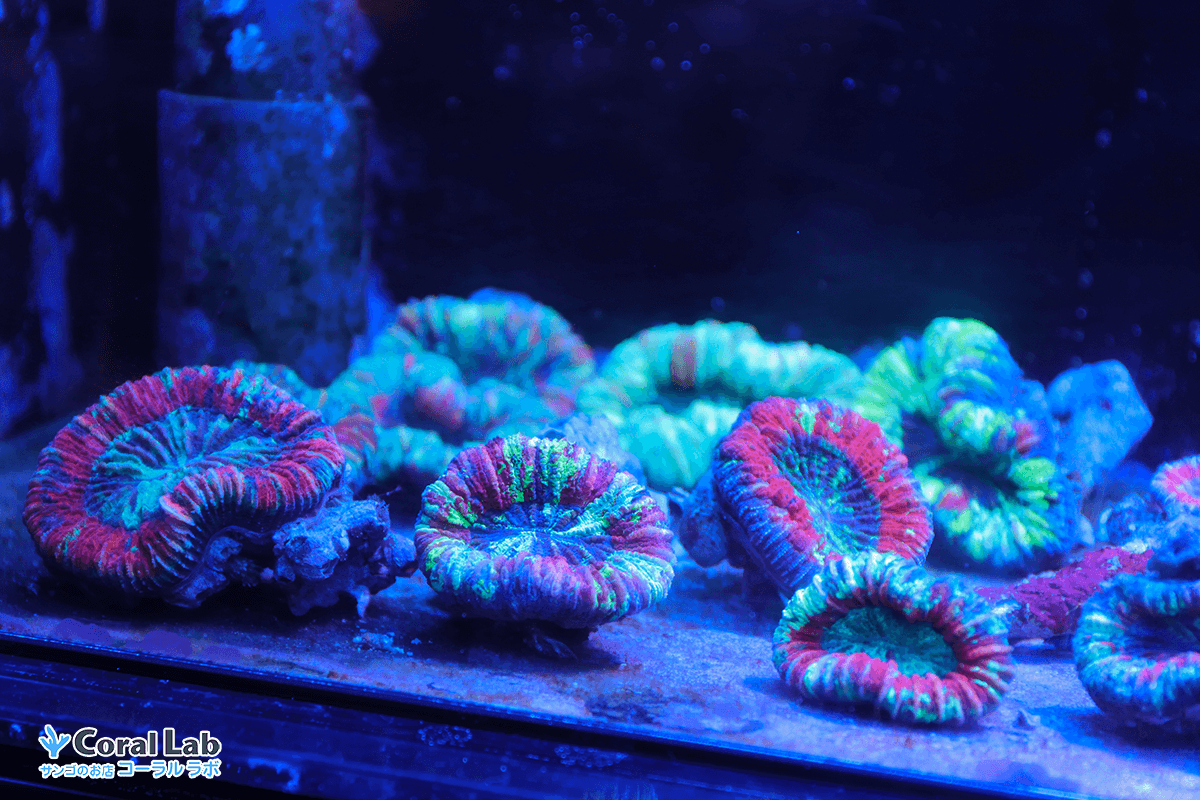 とっても綺麗でカラフルなオオバナマルチ入荷 | コーラルラボ