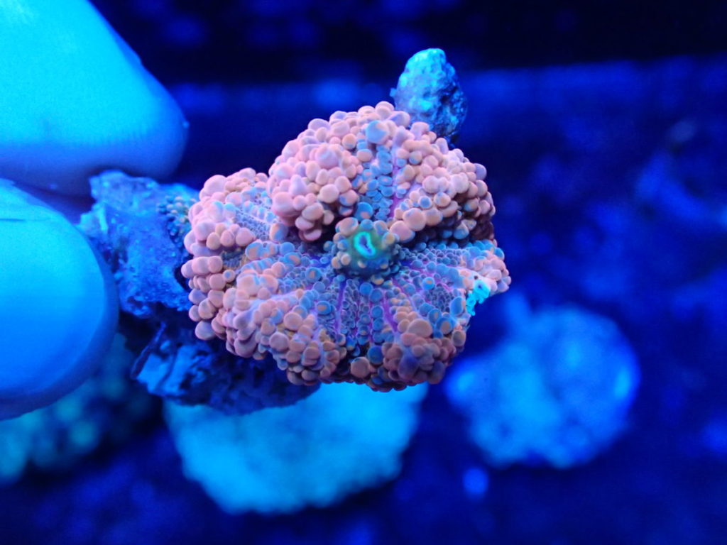 ディスクコーラル系入荷いたしました！ | コーラルラボ