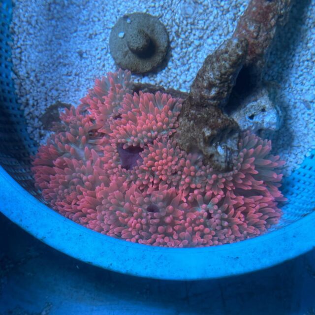 サンゴイソギンチャクレッドをアップしました！ | コーラルラボ