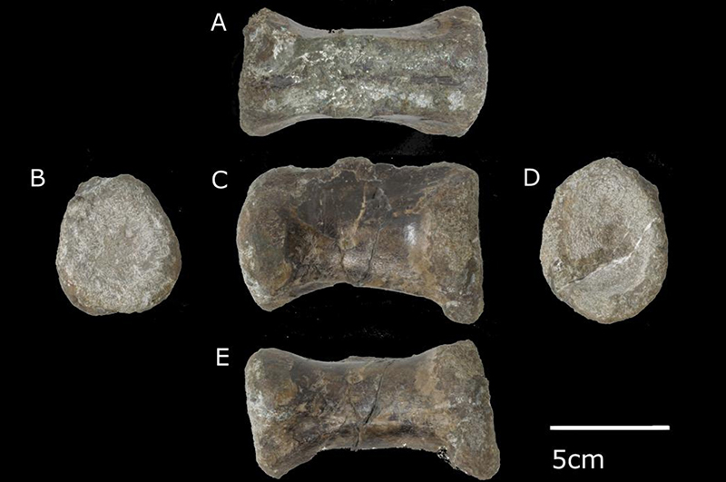 恐竜の歯 ティラノサウルス [DS411] 化石 希少 レア 恐竜の歯
