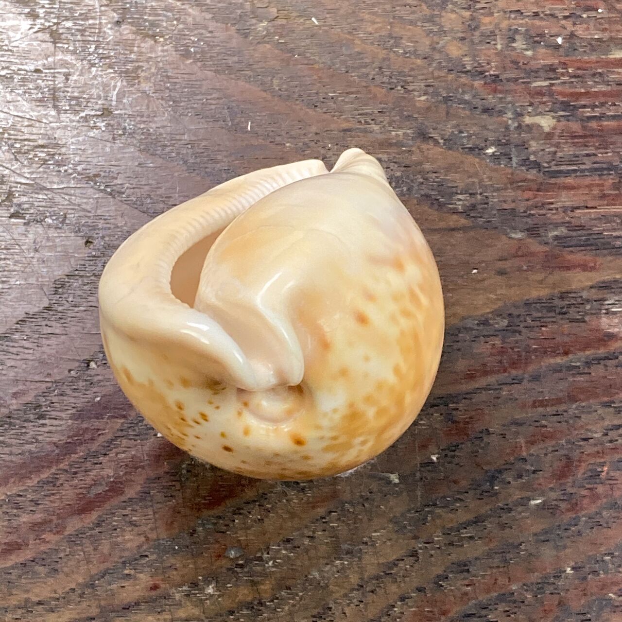 貝標本①-1ウスアカネダカラ