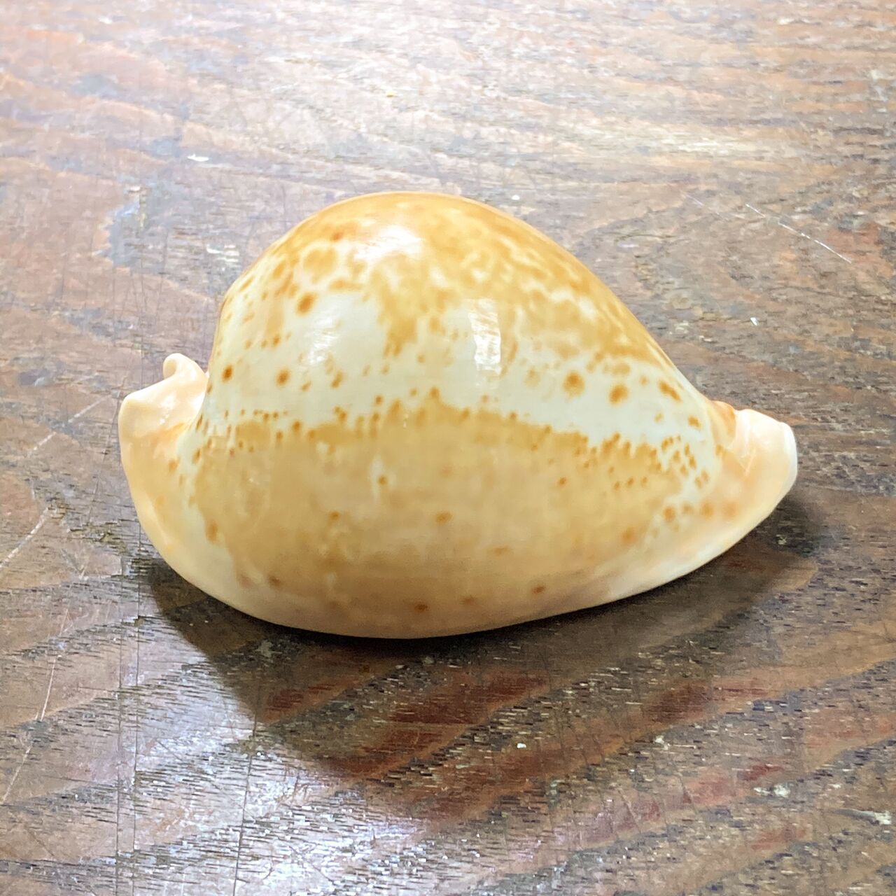 自然・標本 :: 標本 :: ウスアカネダカラApricot-Coloured Cowry 84mm