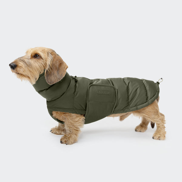 Dachshund Coat Alaska Light Olive | CLOUD7