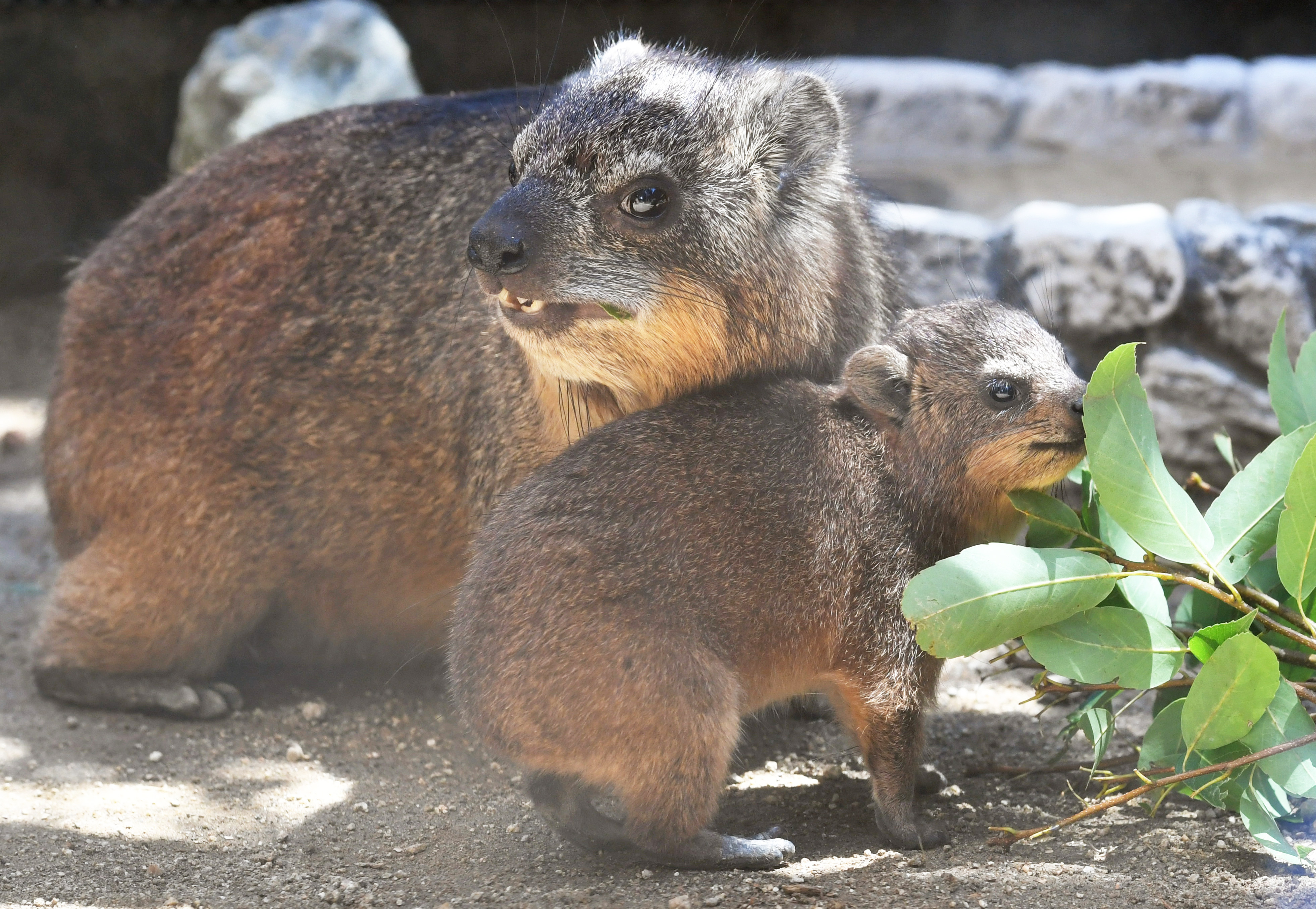動画】【どうぶつ園のニューフェース】木登り大好きゾウの仲間