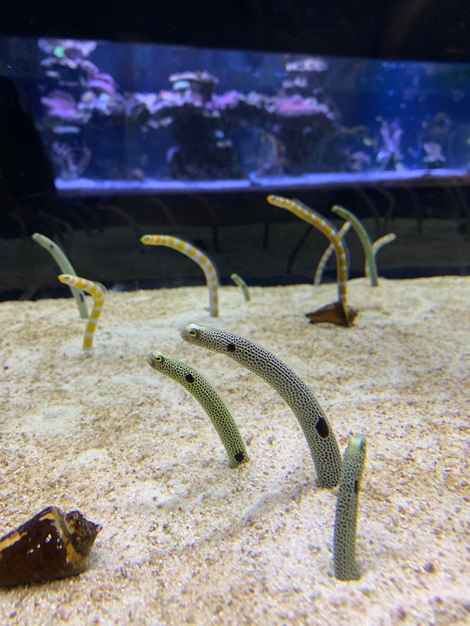 油絵 けい チンアナゴの間を泳ぐ仲良し魚 油絵 けい チンアナゴの間を