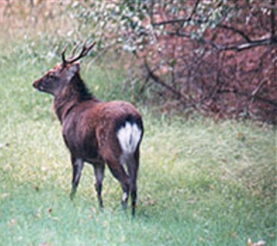 Have you seen this 'exotic' deer? DEC wants this invader shot