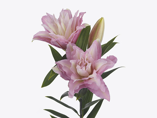 Lilium Montanum & Digitalis flower リトグラフ Arctic Fox™ Lemon