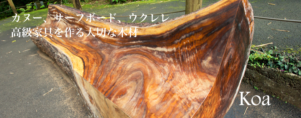 ハワイの植物：Koa（コア）の育て方 - ハワイアン・セレクトショップ