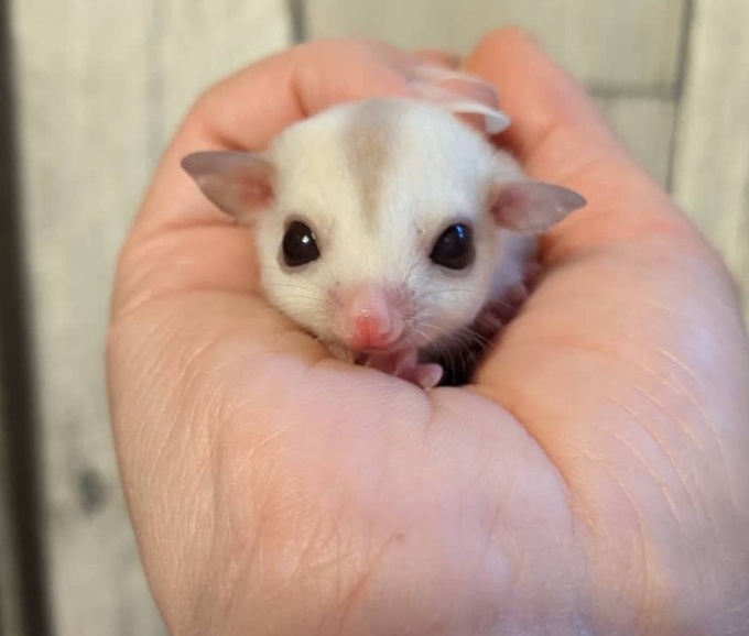 モモンガハウス（森のきつね)ボアベージュ 2000円