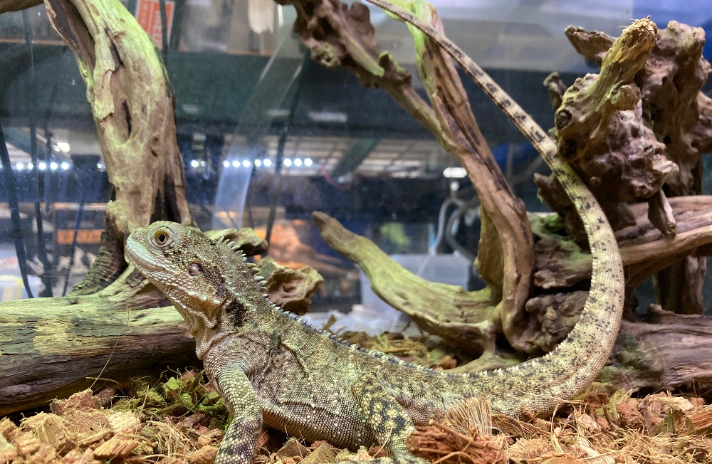 広島爬虫類ショップ OG Hiroshima オージー