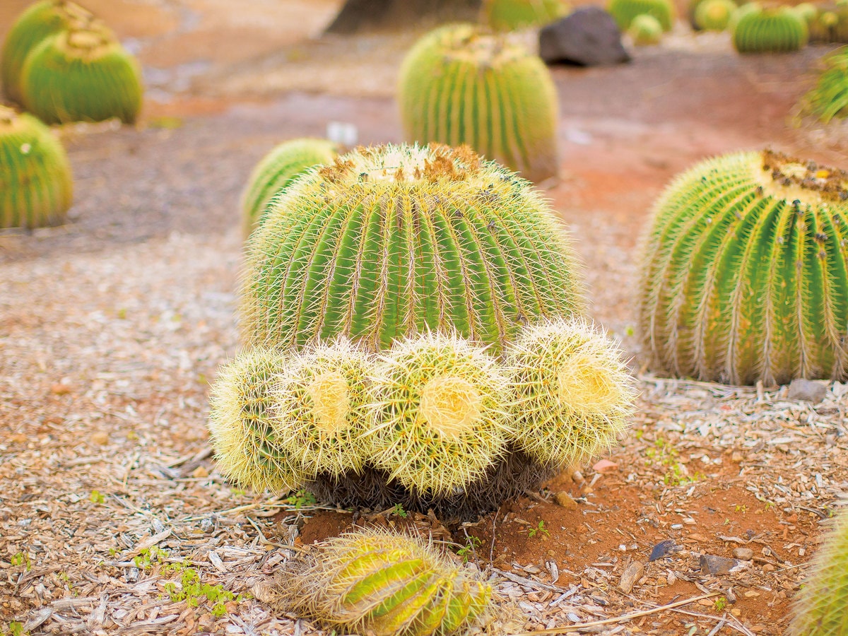 高級コアウッドのフレーム ハワイ熱帯植物の風景画 サイン入り 【公式