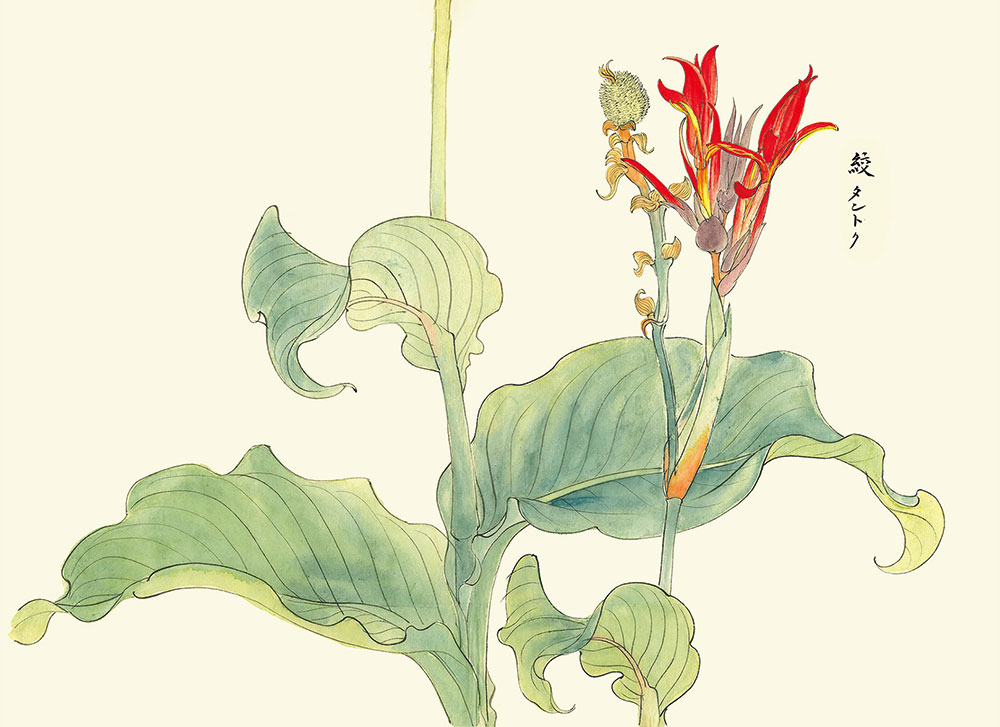 賀来飛霞 彩色花弁圜 希少 墨彩画 日本画 牧野富太郎 小石川植物園 大分県