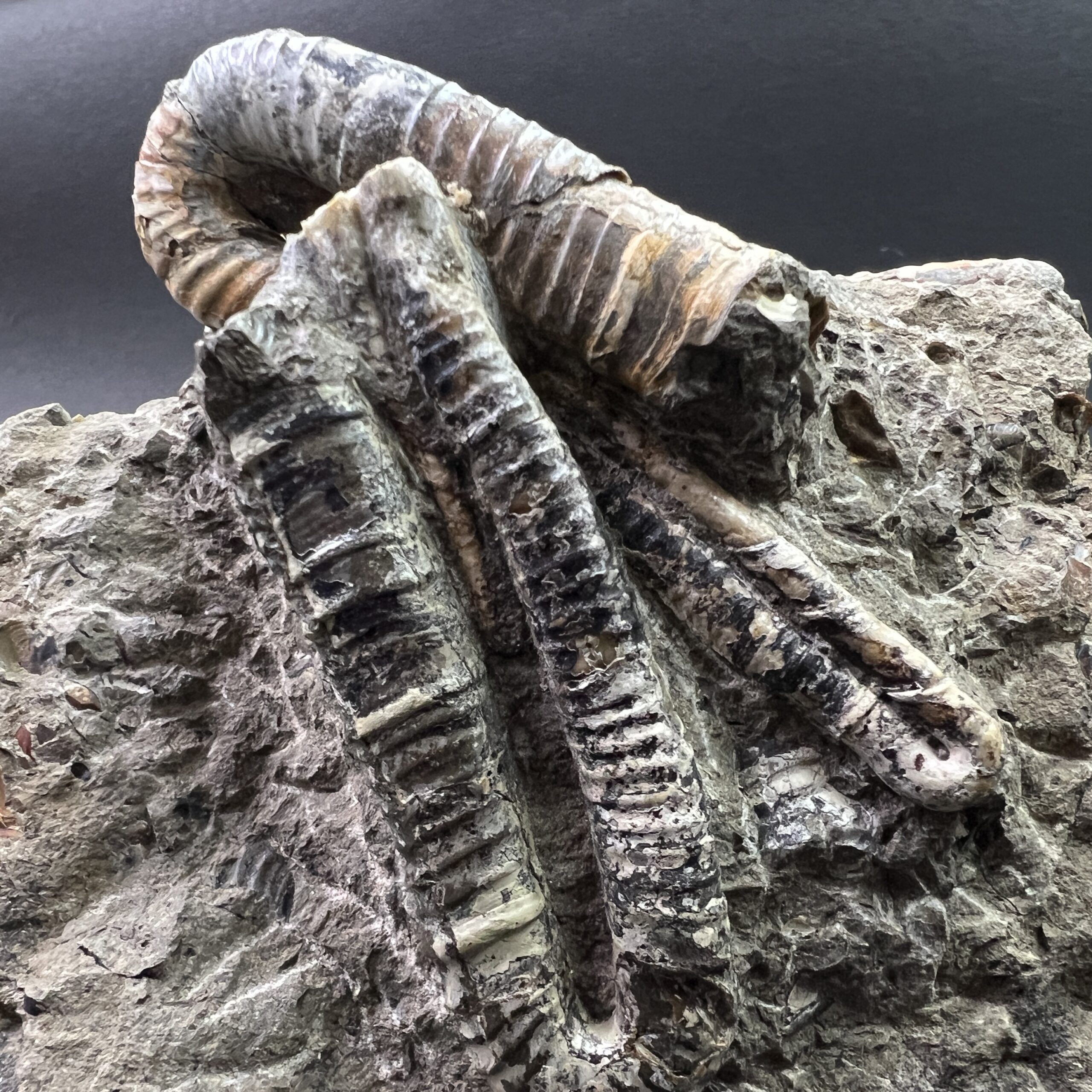 北海道 中頓別 アンモナイト 化石 /クリスマス 恐竜 三葉虫 アウトドア