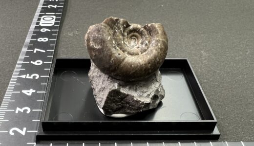 異常巻】ポリプチコセラス / 北海道のアンモナイト | クリスタル