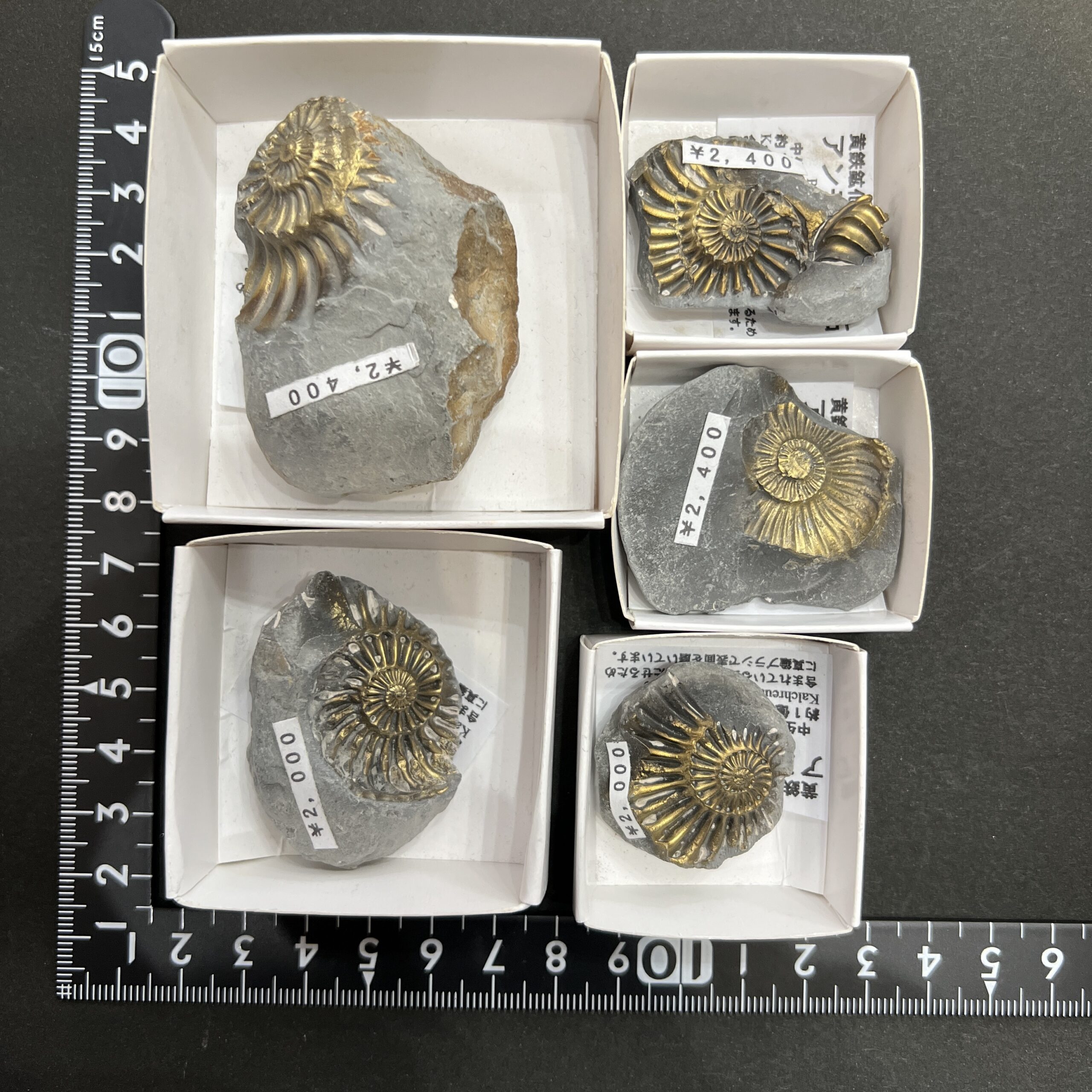 黄鉄鉱化したアンモナイト化石 ドイツ産 | クリスタル・ワールド御徒町店