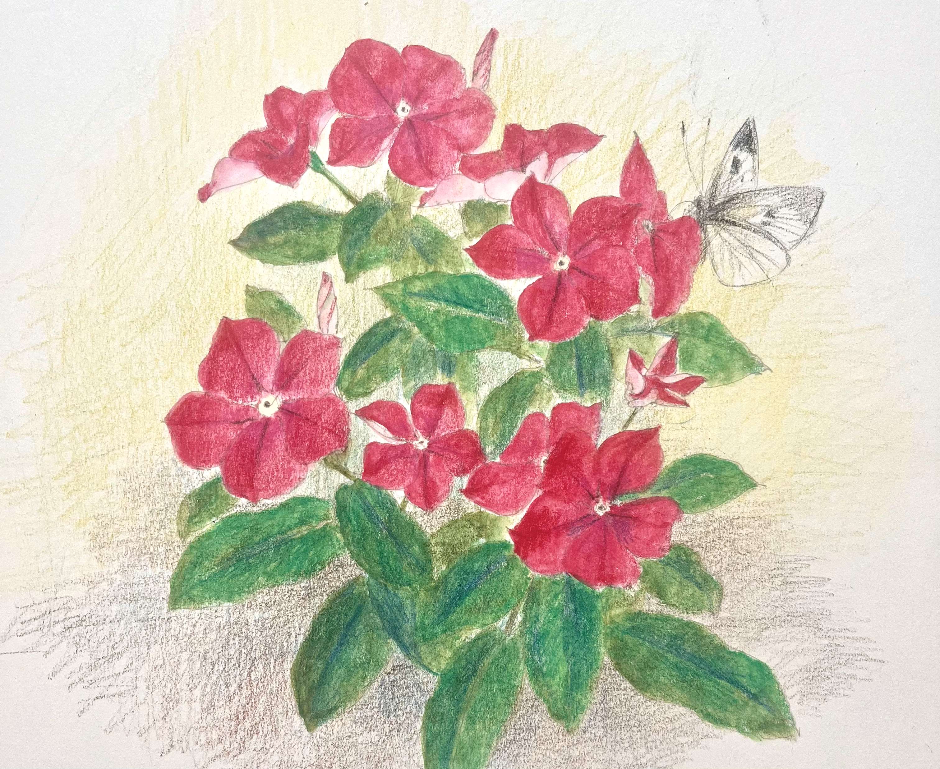 四季の花々を描く 水彩色鉛筆画｜日立カルチャープラザ｜ヒタチエ