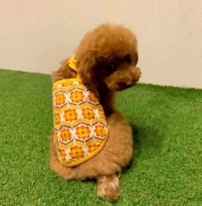 犬服・アクセサリー yunyun 犬用 犬 コーム型 ヘアアクセ アクセサリー