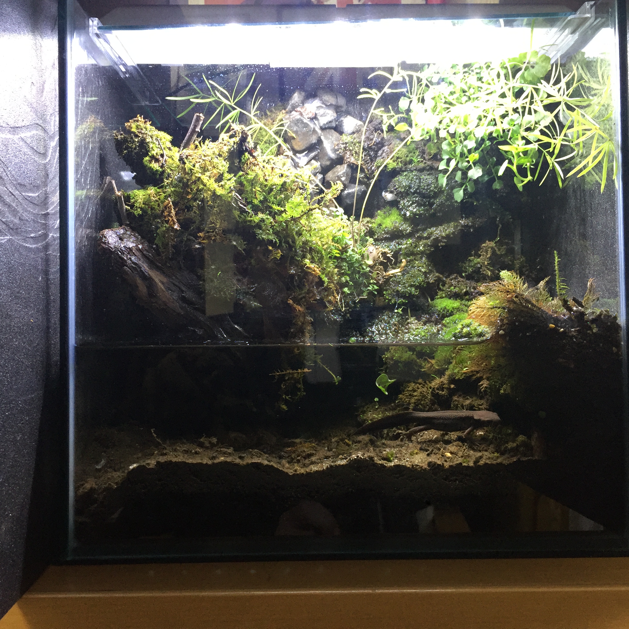 イモリウムに滝を付け苔テラリウムにする水槽作成の仕方(上級編