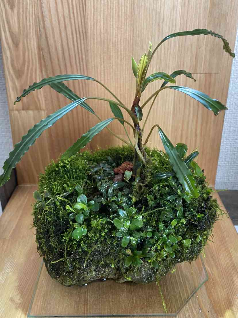 ブセファランドラ sp. ララズ ブセファランドラ sp. ララズ