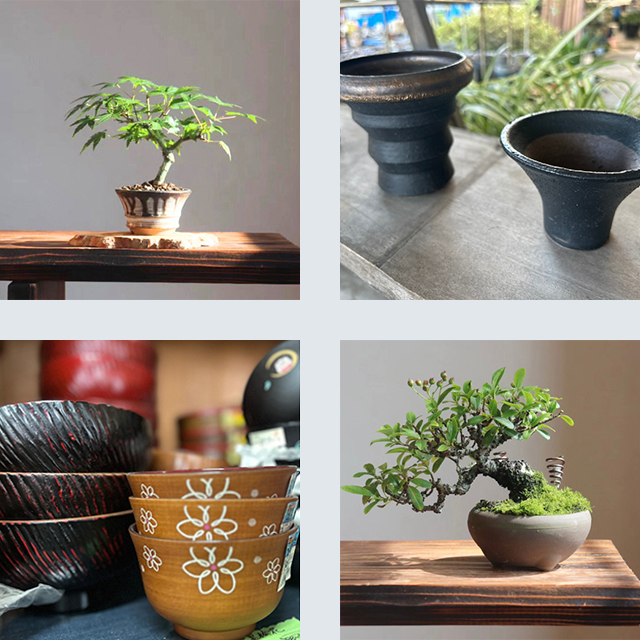 479 盆栽 盆栽鉢 植木鉢 和鉢 美芸 美芸 盆栽鉢 【公式通販】