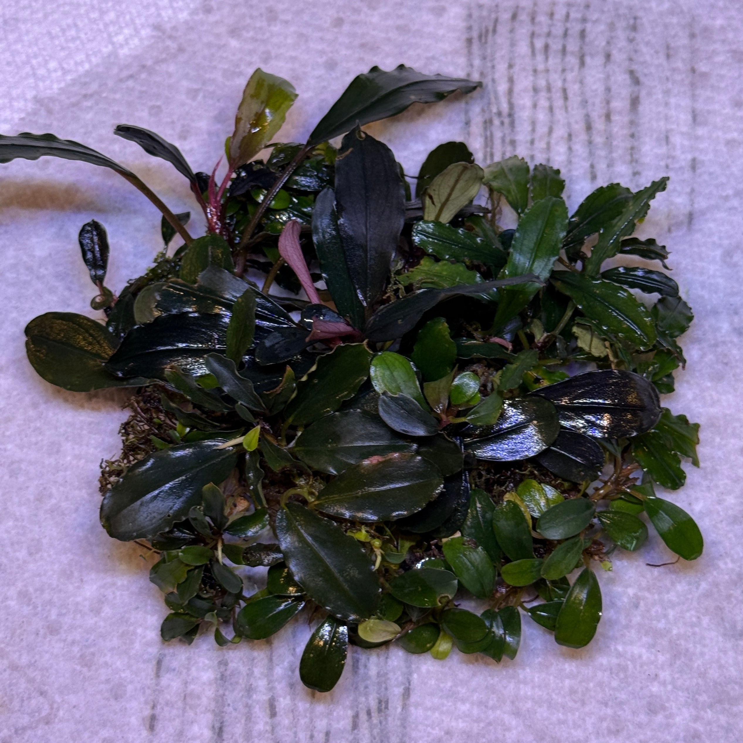 Bucephalandra sp. Variegata Hn:福袋 CAKUMI Bucephalandra sp