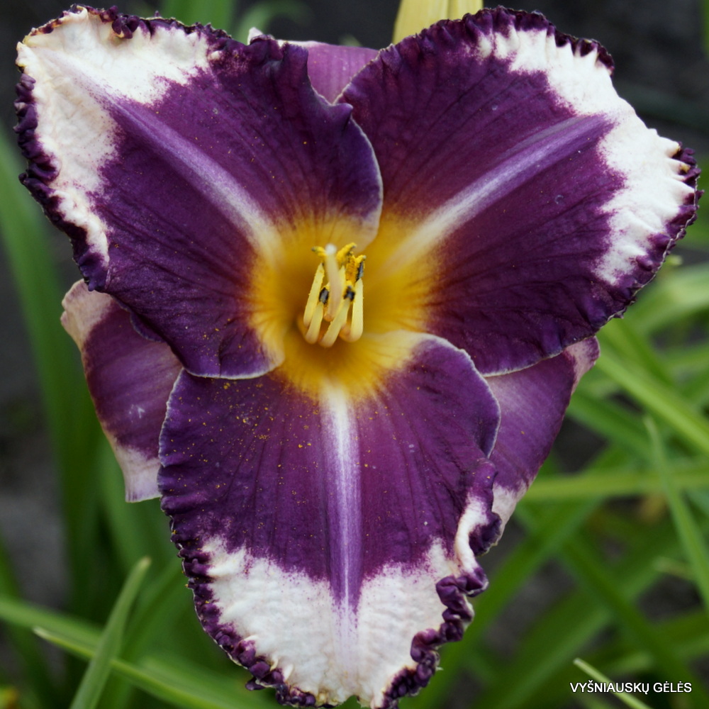 Kansas City Kicker' - daylily-phlox.eu