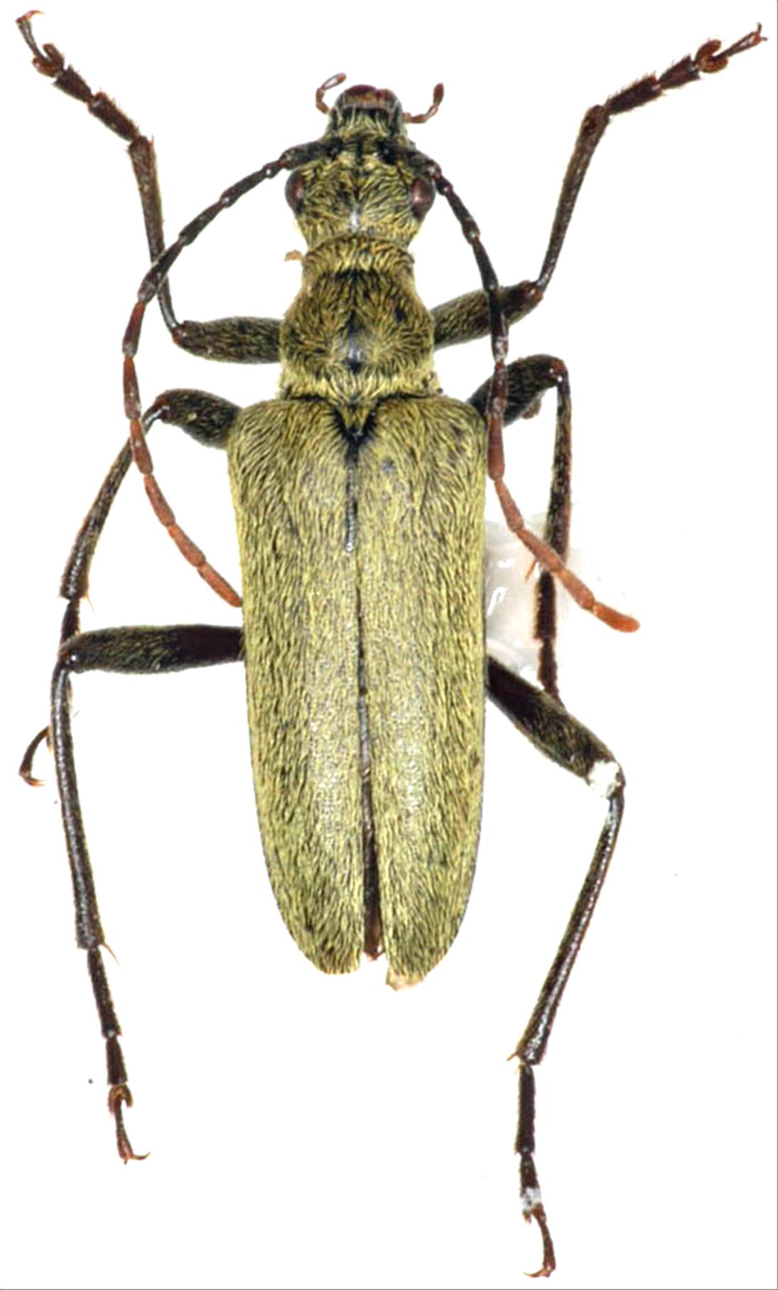 超激得，人気 コロンビア産 フレンディルリオニカミキリ 60mm