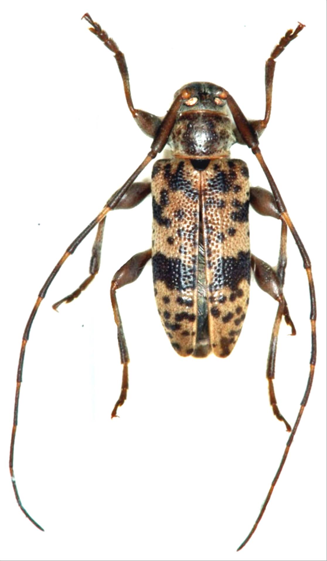 日本産カミキリムシデータベース