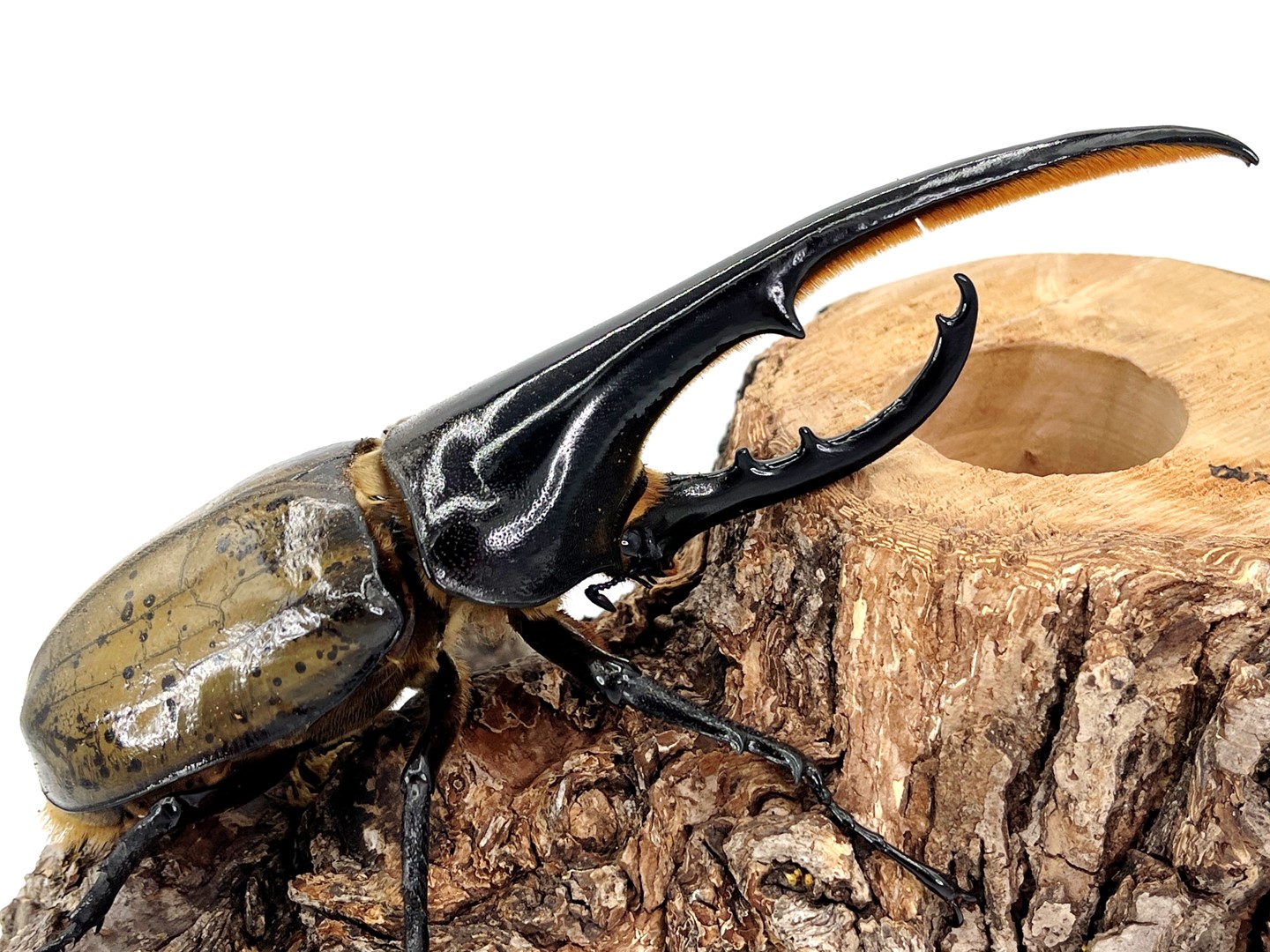 ヘラクレス・ヘラクレス成虫ペア/♀単(グアドループ産) | D.D.A ism