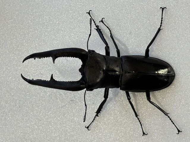 超人気種 ! マンディブラリスフタマタ 特大顎太♂109.2mmペア WD