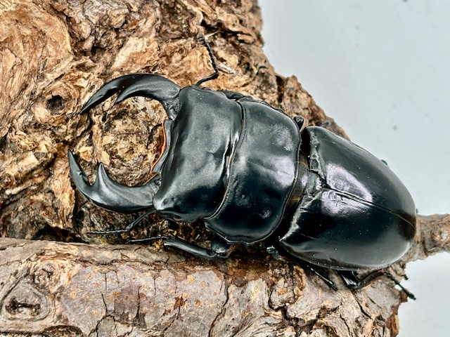 アンタエウスオオクワガタ 85mmペア アンタエウスオオクワガタ 85mm