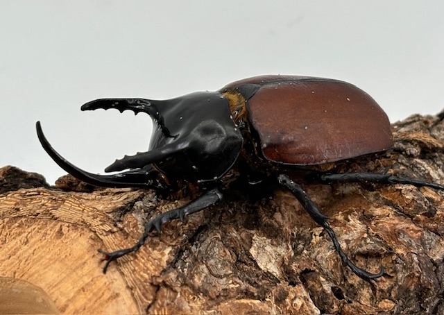 稀少/天然個体! サンボンツノカブト ♂61㎜(L)ペア インドネシア便