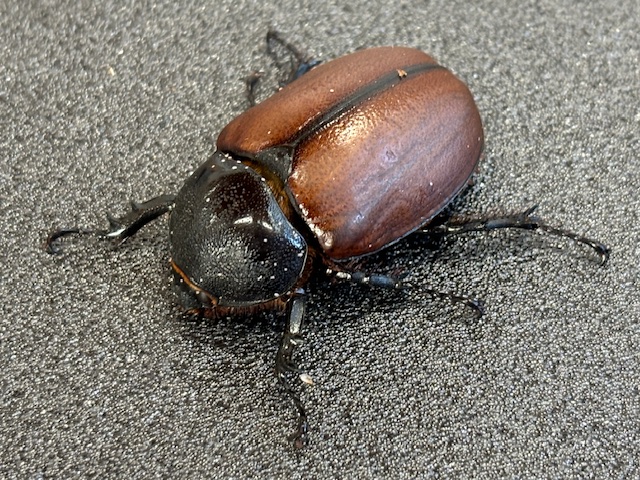 稀少/天然個体! サンボンツノカブト ♂61㎜(L)ペア インドネシア便