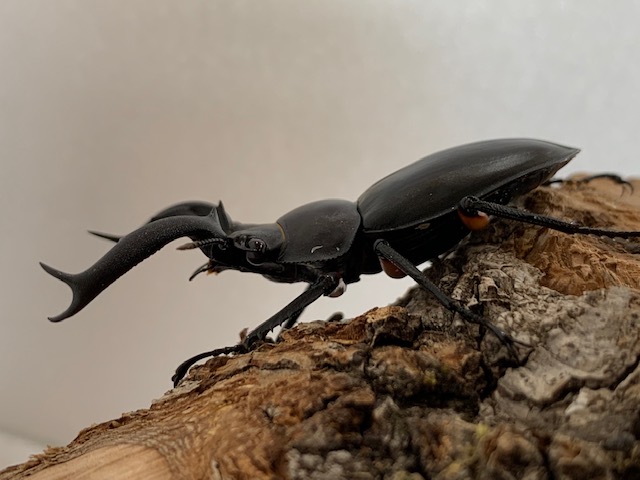 シカクワガタ属/最大種!ディディエール・シカクワ♂50～70mmUPペア