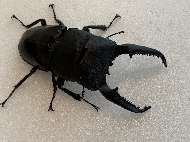 極レア】 パラワンオオヒラタクワガタ 112.9ミリ 極レア】 パラワン