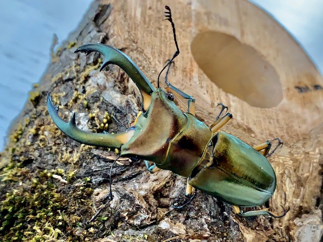 キクロマトス最大種!エラフスホソアカ WD♂50～70mmUPペア 美麗種 F