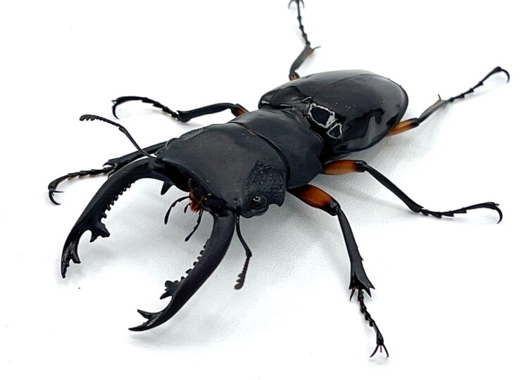 希少!美麗種! インペリアリスツヤ ♂67mmUP ペア WD フィリピン便