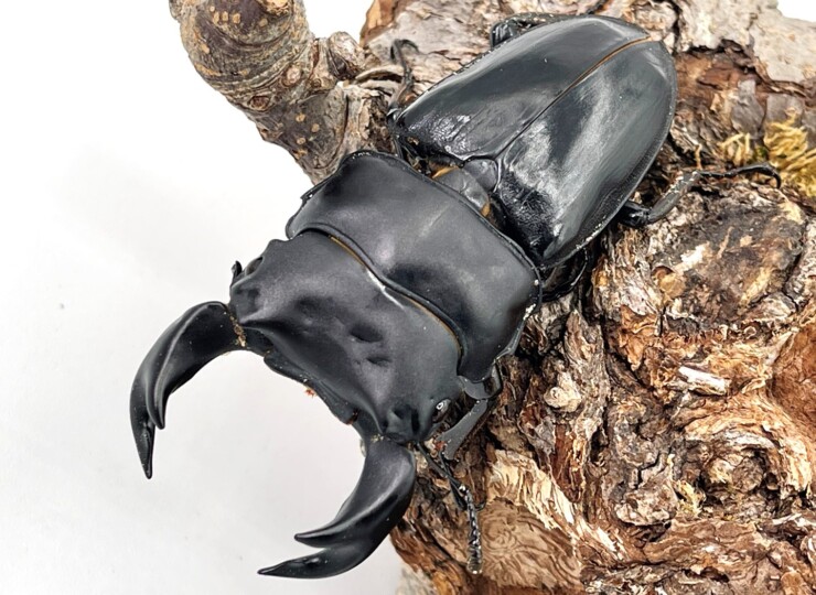 オオクワガタ ポペイ 最強個体 顎幅7.7㎜ 極太血統! 中国ホペイ